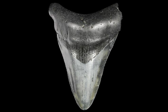 Fossil Megalodon Tooth - South Carolina #130739
